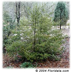 Taxus floridana